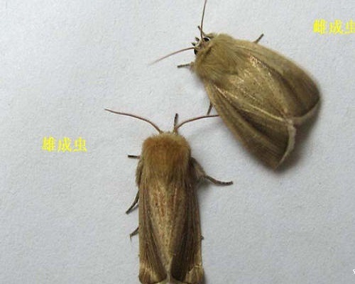 稻大螟,沖施肥價(jià)格
