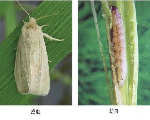 稻大螟,國(guó)產(chǎn)最好的水溶肥牌子