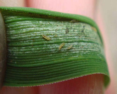 稻薊馬,水溶肥價(jià)格