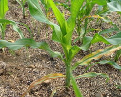 玉米耕葵粉蚧,沖施肥價(jià)格