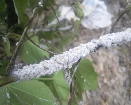 棉花粉蚧,有機(jī)水溶肥廠(chǎng)家