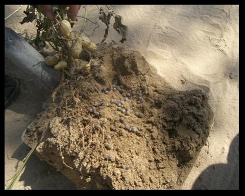 花生新黑地蛛蚧,蔬菜沖施肥 花生新黑地蛛蚧,蔬菜沖施肥