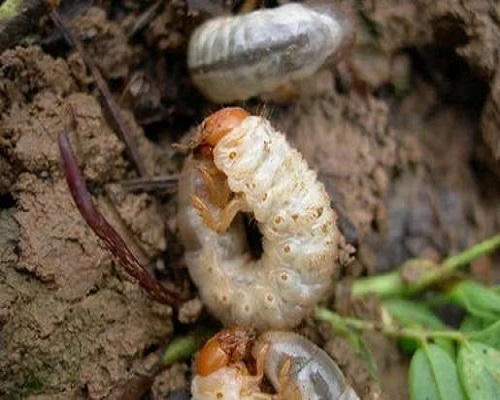 花生蠐螬,水溶肥廠家供應(yīng)水溶肥 花生蠐螬,水溶肥廠家供應(yīng)水溶肥