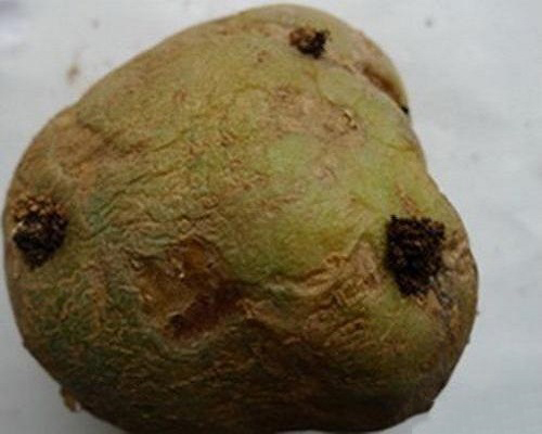 馬鈴薯塊莖蛾,大量元素水溶肥 馬鈴薯塊莖蛾,大量元素水溶肥
