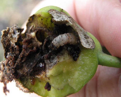 梨小食心蟲,水溶肥價格
