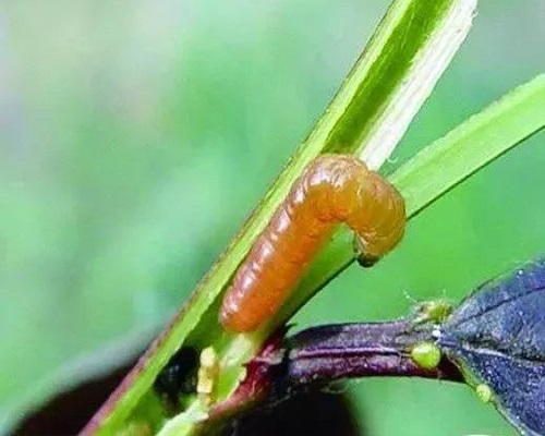 梨小食心蟲,大量元素水溶肥