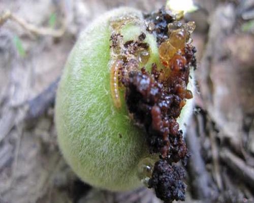 梨大食心蟲(chóng),大量元素水溶肥