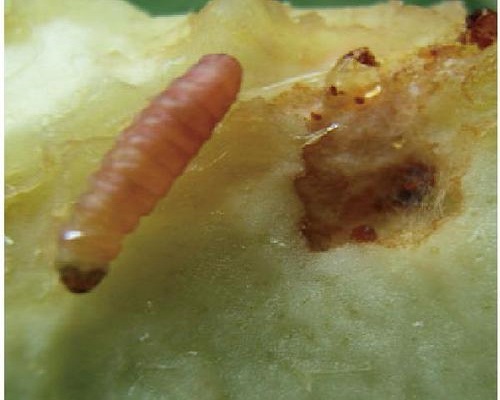梨大食心蟲(chóng),氨基酸葉面肥