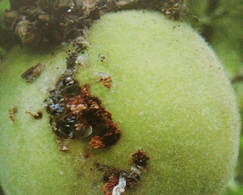梨大食心蟲(chóng),蔬菜沖施肥