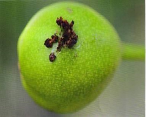 梨大食心蟲(chóng),水溶肥生產(chǎn)廠家 梨大食心蟲(chóng),水溶肥生產(chǎn)廠家