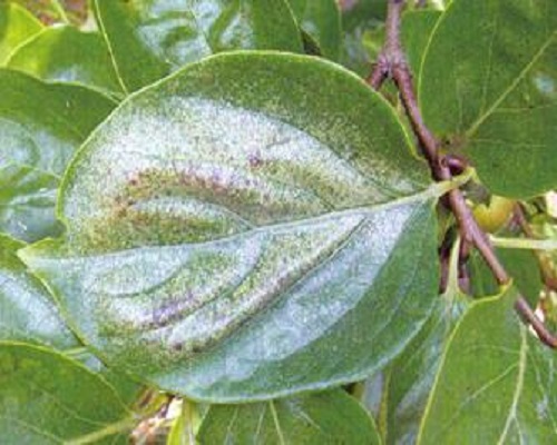 梨網(wǎng)蝽,蔬菜沖施肥 梨網(wǎng)蝽,蔬菜沖施肥
