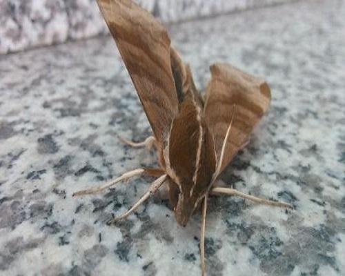 葡萄天蛾,水溶肥廠(chǎng)家