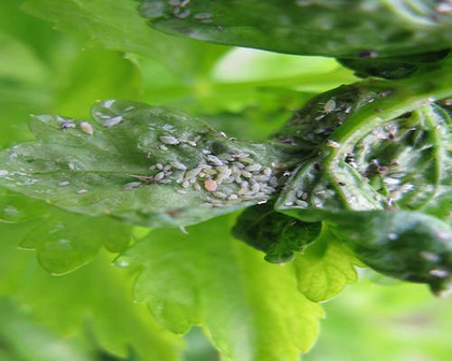 草莓蚜蟲,大量元素水溶肥