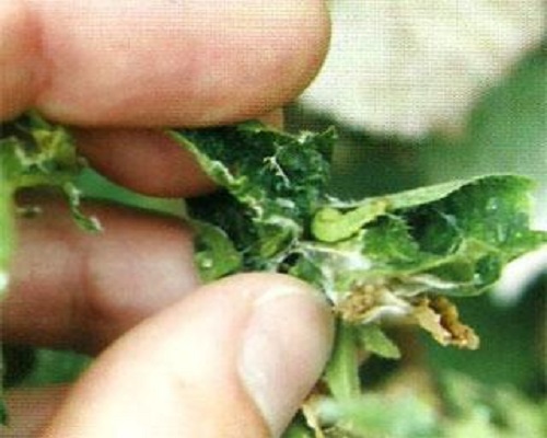 草莓卷葉蛾,水溶肥廠家批發(fā)價格
