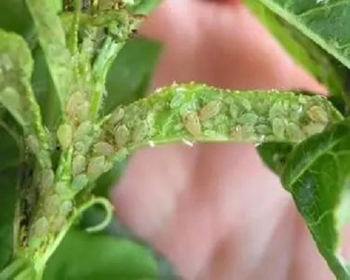 桃蚜,大量元素水溶肥 桃蚜,大量元素水溶肥