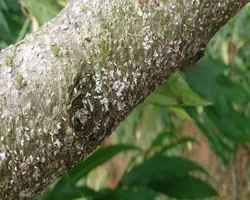 桃樹(shù)介殼蟲,蔬菜沖施肥