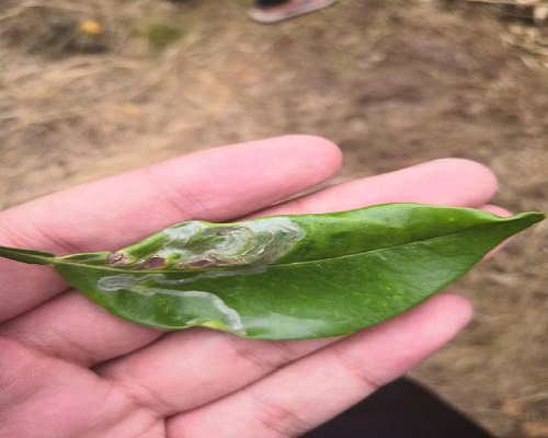 柑橘潛葉蛾,有機水溶肥
