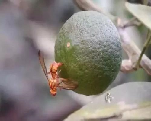 柑橘實蠅,高氮高鉀水溶肥廠家