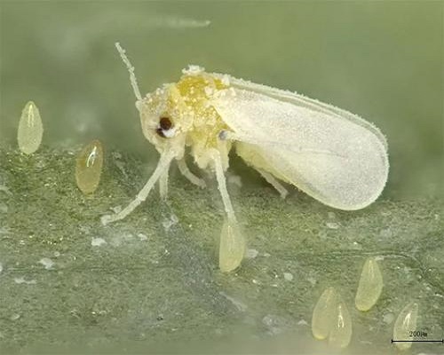 煙粉虱和 B型煙粉虱、Q型煙粉虱