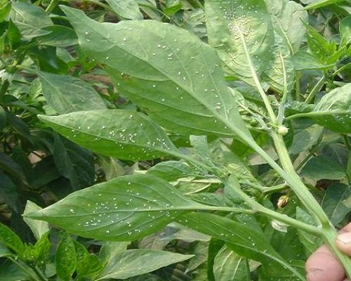煙粉虱和 B型煙粉虱、Q型煙粉虱