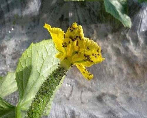 瓜薊馬,蔬菜沖施肥 瓜薊馬,蔬菜沖施肥