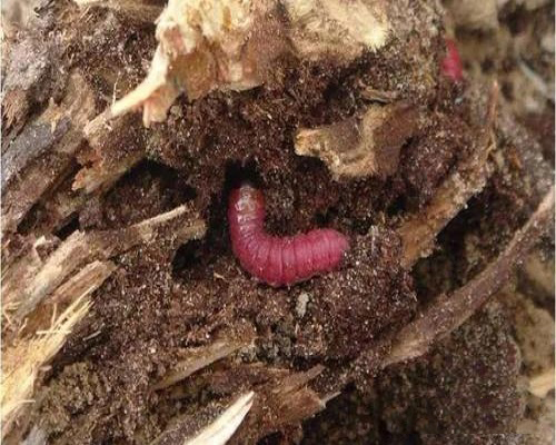 蘆筍木蠹娥,腐植酸水溶肥廠(chǎng)家