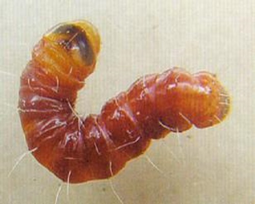 蘆筍木蠹娥,水溶肥生產(chǎn)廠(chǎng)家 蘆筍木蠹娥,水溶肥生產(chǎn)廠(chǎng)家