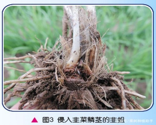 韭菜遲眼蕈蚊,沖施肥價(jià)格