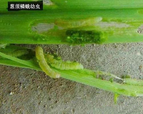蔥須鱗娥,求購?fù)把b沖施肥