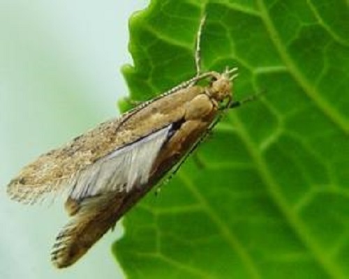 姜菜蛾,水溶肥生產廠家
