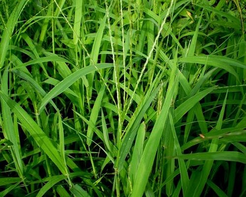馬唐,國產(chǎn)最好的水溶肥牌子