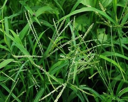 牛筋草,液體水溶肥