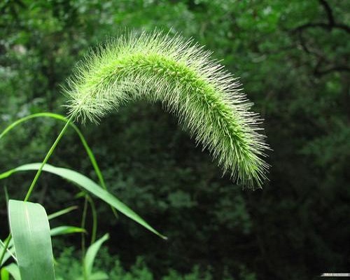 狗尾草,進口葉面肥沖施肥十大品牌