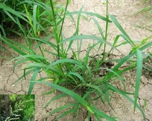 稗草,水溶肥價格