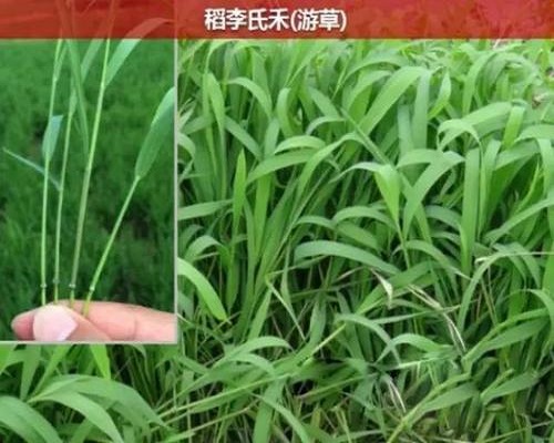 李氏禾,?；ū９~面肥