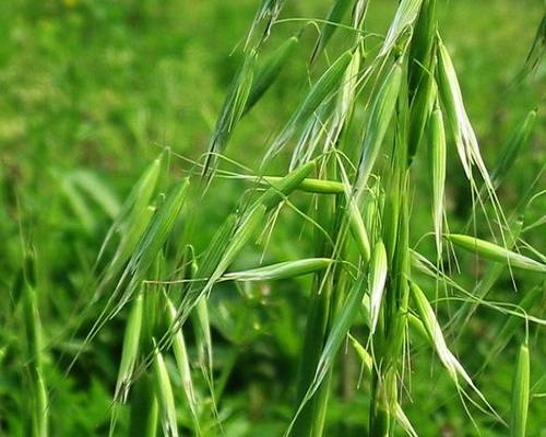 雀麥,沖施肥價格