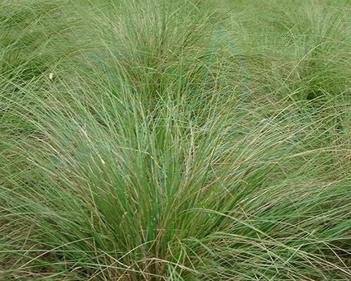 畫眉草,腐植酸水溶肥廠家 畫眉草,腐植酸水溶肥廠家