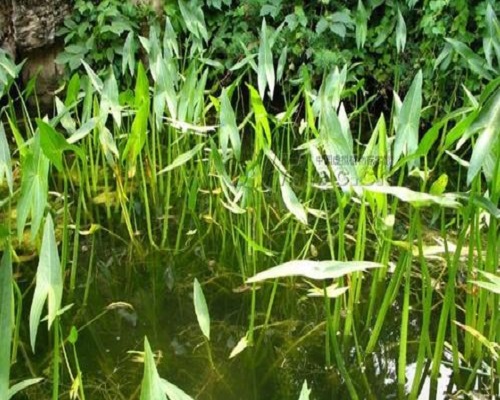 野慈姑,有機(jī)沖施肥價格