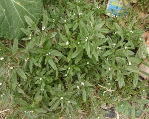 麥家公,有機水溶肥