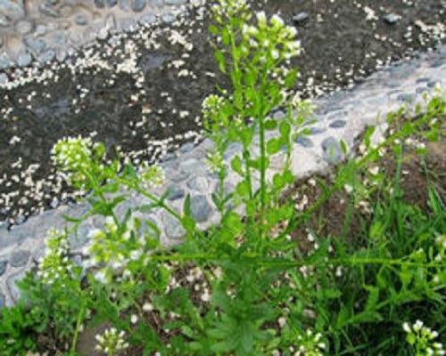 遏藍(lán)菜,氨基酸葉面肥 遏藍(lán)菜,氨基酸葉面肥