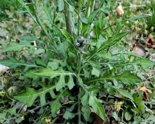泥胡菜,蔬菜沖施肥 泥胡菜,蔬菜沖施肥