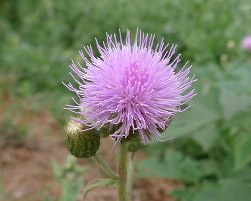 勝紅薊,進口葉面肥沖施肥十大品牌
