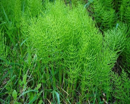問(wèn)荊,進(jìn)口高鉀水溶肥廠家