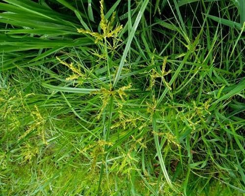 香附子,葉面肥廠家