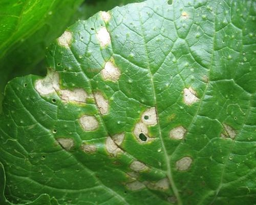 白菜白斑病,有機(jī)沖施肥 白菜白斑病,有機(jī)沖施肥