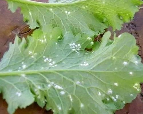 白菜白銹病,中量元素水溶肥 白菜白銹病,中量元素水溶肥