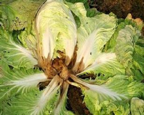 白菜根腐病,葉面肥價格