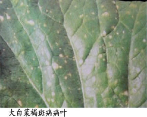 白菜褐斑病,沖施肥生產(chǎn)廠家