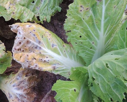 白菜黑斑病,沖施肥桶肥 白菜黑斑病,沖施肥桶肥