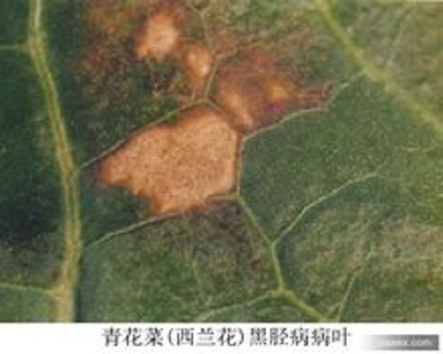 白菜黑脛病,沖施肥價(jià)格 白菜黑脛病,沖施肥價(jià)格